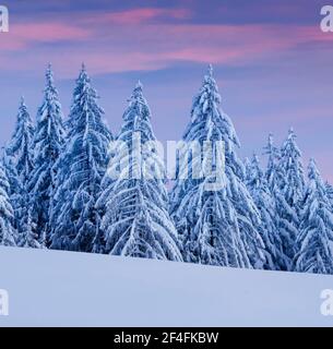 Verschneite Fichtenwälder am Ratenpass, Kanton Zug Schweiz Stockfoto