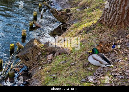 Paar Stockenten (Anas platyrhynchos) Bewacht ihr Ei am Seeufer Stockfoto