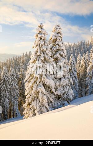 Verschneite Fichtenwälder am Ratenpass, Kanton Zug Schweiz Stockfoto