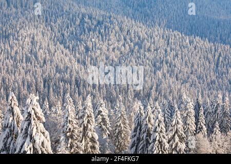 Verschneite Fichtenwälder am Ratenpass, Kanton Zug Schweiz Stockfoto