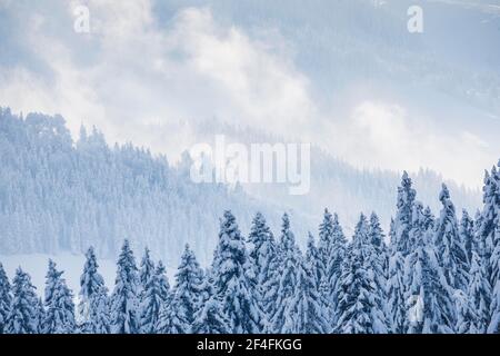 Verschneite Fichtenwälder am Ratenpass, Kanton Zug Schweiz Stockfoto