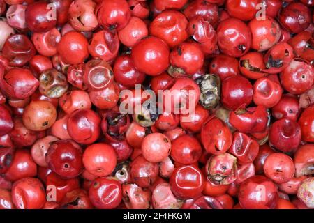 Vollformat Makro Nahaufnahme von vielen bunten roten rohen Pfefferkörnern Stockfoto