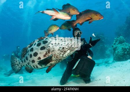 Fütterungskartoffel-Zackenbarsch (Epinephelus tukula), Cod Hole, Great Barrier Reef, Australien Stockfoto