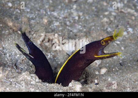 Zwei Jugendliche Geistermoränen (Rhinomuraena quaesita), Ambon, Molukken, Indonesien Stockfoto