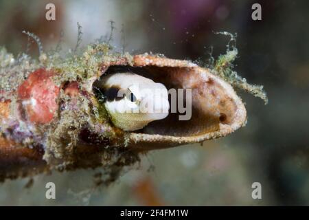 Nachahmlicher Säbelzahn-Blenny (Petroscirtes breviceps), Ambon, Molukken, Indonesien Stockfoto