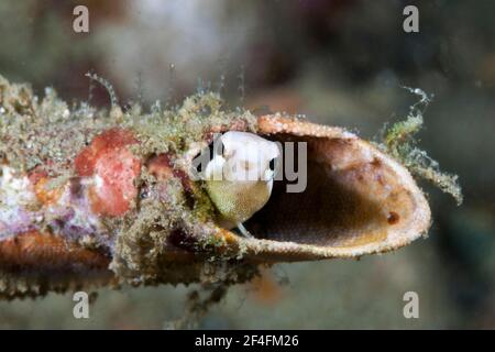 Nachahmlicher Säbelzahn-Blenny (Petroscirtes breviceps), Ambon, Molukken, Indonesien Stockfoto