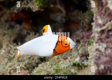 Jugendlicher Zweifarbpapageienfisch (Cetoscarus bicolor), Ambon, Molukken, Indonesien Stockfoto