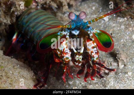 Mantis Garnelen (Odontodactylus scyllarus), Ambon, Molukken, Indonesien Stockfoto