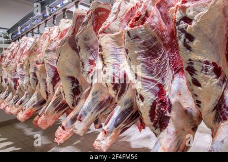 Schlachthofkühe, hängend an Haken in der kalten Hälfte der Kühe. Im Schlachthof. Schlachtkörper, rohes Rindfleisch, eingehakt in den Gefrierschrank. Stockfoto