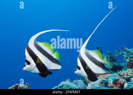 Paar Bannerfische (Heniochus acuminatus), Great Barrier Reef, Australien Stockfoto