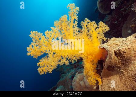 Gelbe Weichkoralle (Dendronephthya klunzingeri), Fischadler Riff, Korallenmeer, Australien Stockfoto