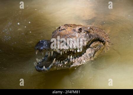 Süßwasser-Krokodil (Crocodylus) johnstoni, Queensland, Australien Stockfoto