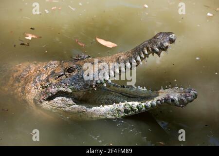 Süßwasser-Krokodil (Crocodylus) johnstoni, Queensland, Australien Stockfoto