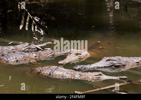 Süßwasser-Krokodil (Crocodylus) johnstoni, Queensland, Australien Stockfoto