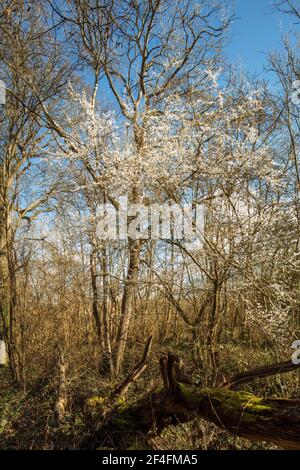 Blackthorne (Prunus spinosa), blüht im Frühjahr, natürliches Pflanzenportrait Stockfoto