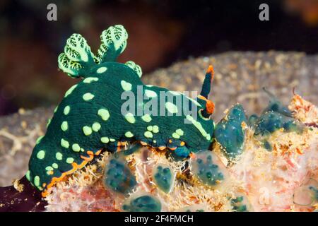 Grüne Neon-Sternschnecke (Nembrotha kubaryana), Florida-Inseln, Salomonen Stockfoto