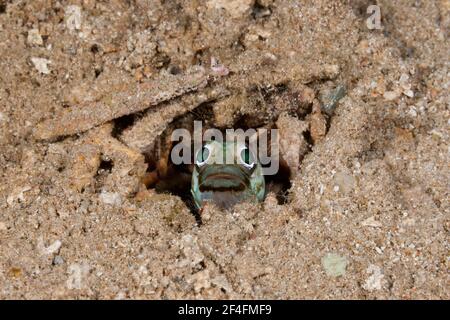 Springbrunnentaucher, Opistognathus sp., Russell-Inseln, Salomonen Stockfoto