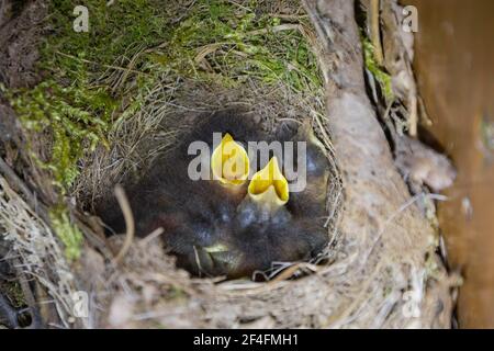 Rotkehlchen (Erithacus rubecula) Küken im Nest, Niedersachsen, Deutschland Stockfoto