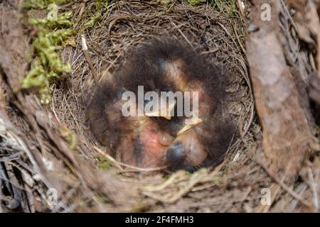 Rotkehlchen (Erithacus rubecula) Küken im Nest, Niedersachsen, Deutschland Stockfoto