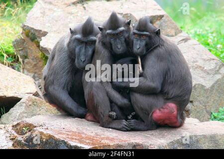Celebes Crested Macaques (Macaca nigra) Stockfoto