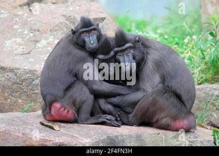 Celebes Crested Macaques (Macaca nigra) Stockfoto