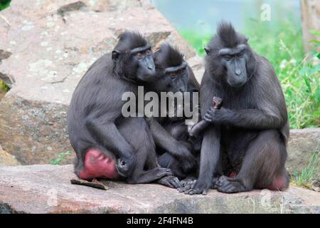 Celebes Crested Macaques (Macaca nigra) Stockfoto