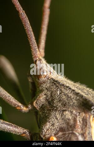 Beängstigend Alien suchen Insekten / stinken Bug mit dicken Antennen Stockfoto