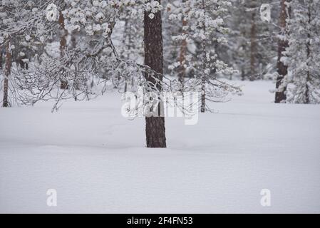 Winterwald Pallas-Yllästunturi Nationalpark, Muonio, Lappland, Finnland Stockfoto