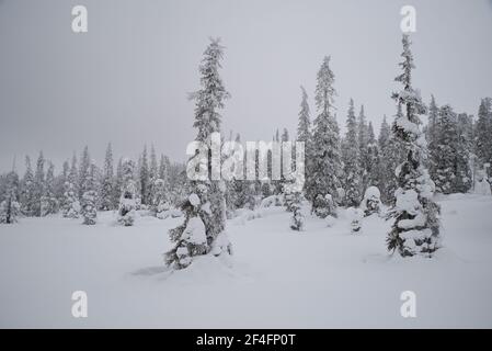 Winterwald Pallas-Yllästunturi Nationalpark, Muonio, Lappland, Finnland Stockfoto