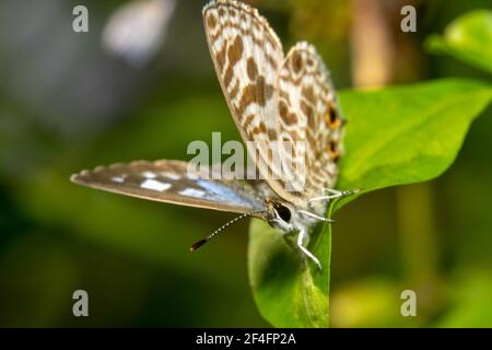 Gesprenkelte Linie Schmetterling mit braun gemusterten Flügeln Stockfoto