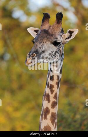 Giraffe (Giraffa camelopardalis) South Luangwa National Park, Sambia Stockfoto