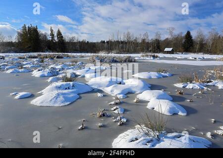 Moorsee, Rohrschwanz (Typha), Winter, Pfrunger-Burgweiler Ried, Baden-Württemberg, Deutschland Stockfoto