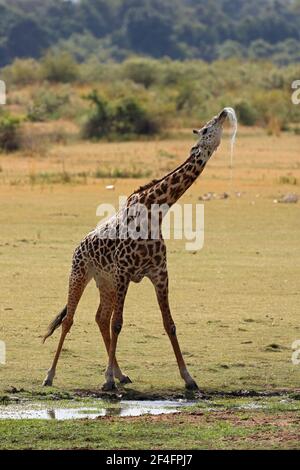 Giraffe (Giraffa camelopardalis) trinken, South Luangwa National Park, Sambia Stockfoto