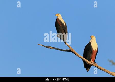 Afrikanische Fischadler (Haliaeetus vocifer) Paar, Kasana, Chobe River NP, Botswana Stockfoto