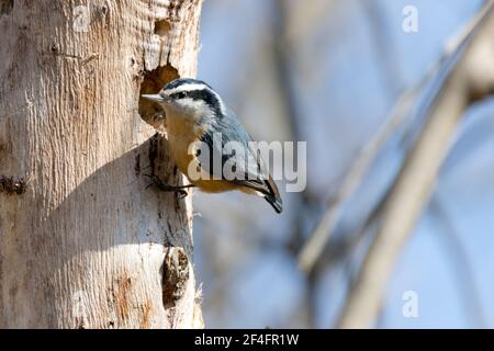Red Breasted Nuthatch thront während des Frühlings auf einem Baumstamm im Südwesten von Ontario, Kanada. Stockfoto