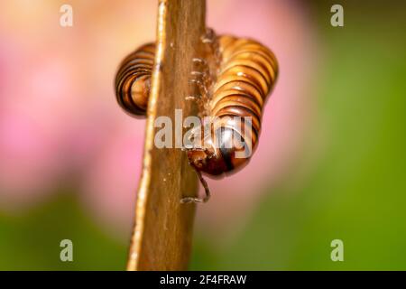 Hellbraun mit schwarz gestrippter Millepede auf einem zusammengerollten Trockenes vertikales Blatt mit schönen rosa Blume Hintergrund Stockfoto