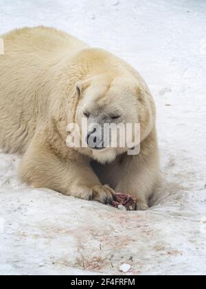 Vertikales Foto eines wilden Eisbären, der im Schnee liegt und wegschaut. Stockfoto