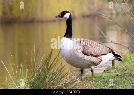 Holmfirth, Yorkshire, Großbritannien, 21. März 2021. Kanadagänse kommen an ihrem Brutplatz an, wenn sich das Wetter aufwärmt. RASQ Photography/Alamy Live News Stockfoto