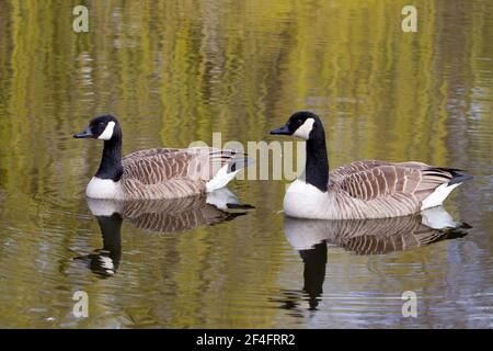 Holmfirth, Yorkshire, Großbritannien, 21. März 2021. Kanadagänse kommen an ihrem Brutplatz an, wenn sich das Wetter aufwärmt. RASQ Photography/Alamy Live News Stockfoto