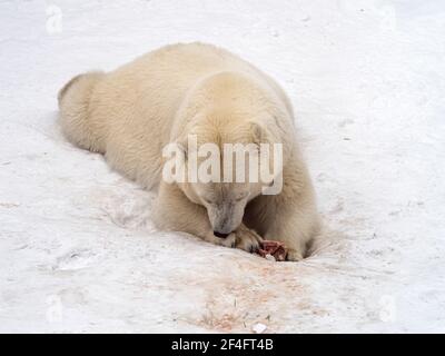 Foto in voller Länge eines Eisbären, der Fleisch isst. Stockfoto