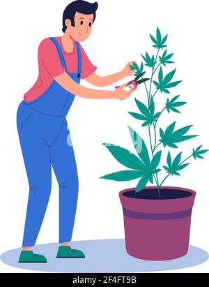 Ein Mann pflaument einen Hanfbusch mit Schneide. Anbau von Marihuana in Innenräumen, in einem Topf. Indica, Sativa, thc, cbd für medizinische und Erholungszwecke, 4,20. Marihuana Farm isolierter Vektor, flach Stock Vektor