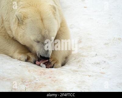 Nahaufnahme eines Eisbären beim Essen. Stockfoto