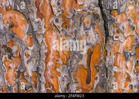 Eine Nahaufnahme einer Pinienrinde Textur wie Ein natürlicher Hintergrund Stockfoto