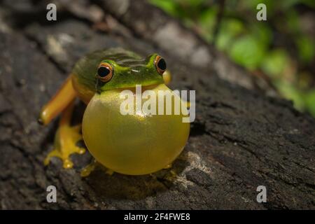 Anmutiger Baumfrosch, der auf einem Baumstamm in Karawatha, Brisbane, Australien ruft Stockfoto