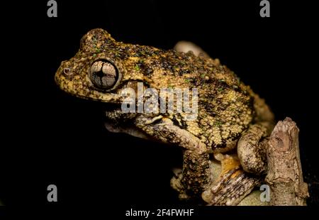 Peron's Tree Frog am Mt Tamborine, Queensland Australien Stockfoto