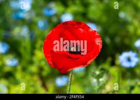 Feldblumen. Eine rote Mohnblume vor einem Hintergrund von verschwommenen blauen Nigella-Blüten, hellgrünem Gras. Sommerzeit. Stockfoto