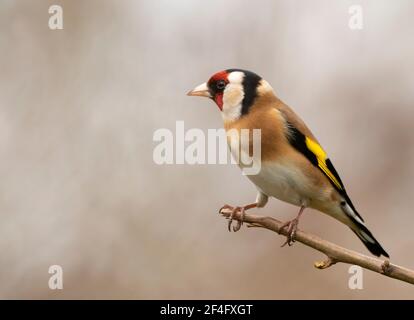 Goldfinch (Carduelis carduelis) in Warwickshire Stockfoto
