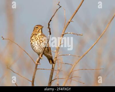 Ein Song Thrush (Turdus philomelos), der in der frühen Morgensonne thront, Warwickshire Stockfoto