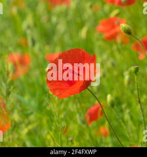 Portrait von halbgeöffneten Knospen von rotem Mohn im Frühjahr Mohn Wildfeld Stockfoto