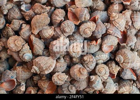 Viele Rapana Muscheln mit rosa roten Perlmutt als Hintergrund. Stockfoto